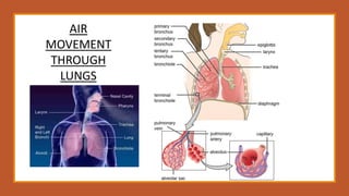 AIR
MOVEMENT
THROUGH
LUNGS
 