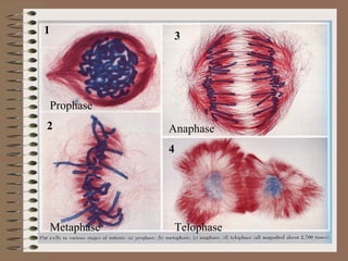 Review of Mitosis Prophase Metaphase Anaphase Telophase 1 2 3 4 