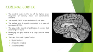 Mesocortex Or Juxtallocortex REVIEW OF NEURO ANATOMY AND PHYSIOLOGY (1).pdf