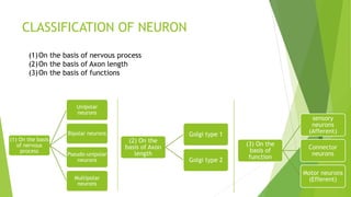 Axon Classifications REVIEW OF NEURO ANATOMY AND PHYSIOLOGY (1).pdf