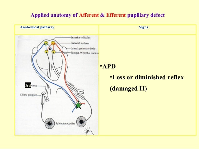 Review of neuro lecture