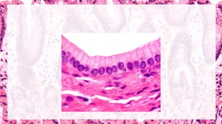 Review of Normal Histology Powerpoint Presentation | PDF