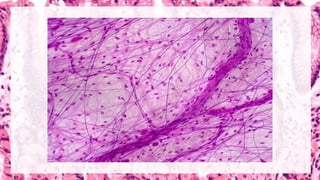Review of Normal Histology Powerpoint Presentation | PDF