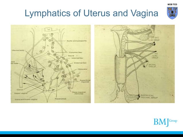 Review_of_Pelvic_Anatomy_BMJ.pptx