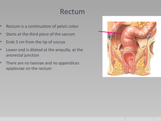 Review of pelvic_anatomy_by- dr. armaan singh | PPT