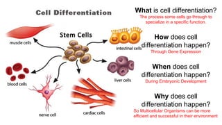 Understanding Cell Differentiation and Stem Cell Potency in ...