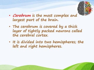 • Cerebrum is the most complex and
largest part of the brain.
• The cerebrum is covered by a thick
layer of tightly packed neurons called
the cerebral cortex.
• It is divided into two hemispheres; the
left and right hemispheres.
 