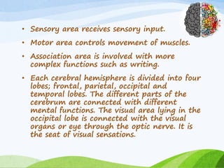 • Sensory area receives sensory input.
• Motor area controls movement of muscles.
• Association area is involved with more
complex functions such as writing.
• Each cerebral hemisphere is divided into four
lobes; frontal, parietal, occipital and
temporal lobes. The different parts of the
cerebrum are connected with different
mental functions. The visual area lying in the
occipital lobe is connected with the visual
organs or eye through the optic nerve. It is
the seat of visual sensations.
 