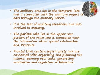• The auditory area lies in the temporal lobe
and is connected with the auditory organs or
ears through the auditory nerves.
• It is the seat of auditory sensations and also
involved in memory.
• The parietal lobe lies in the upper rear
portion of the brain and is connected with
the information about special relationship
and structure.
• Frontal lobes contain several parts and are
concerned with organizing and planning our
actions, learning new tasks, generating
motivation and regulation of behaviour.
 