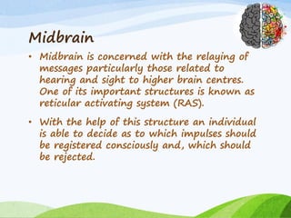 Midbrain
• Midbrain is concerned with the relaying of
messages particularly those related to
hearing and sight to higher brain centres.
One of its important structures is known as
reticular activating system (RAS).
• With the help of this structure an individual
is able to decide as to which impulses should
be registered consciously and, which should
be rejected.
 