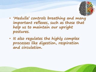 • ‘Medulla’ controls breathing and many
important reflexes, such as those that
help us to maintain our upright
postures.
• It also regulates the highly complex
processes like digestion, respiration
and circulation.
 