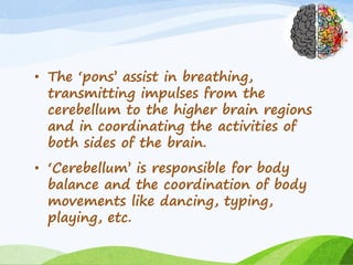• The ‘pons’ assist in breathing,
transmitting impulses from the
cerebellum to the higher brain regions
and in coordinating the activities of
both sides of the brain.
• ‘Cerebellum’ is responsible for body
balance and the coordination of body
movements like dancing, typing,
playing, etc.
 