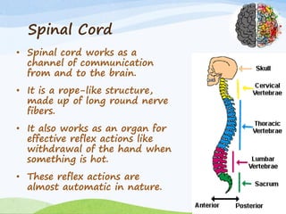 Spinal Cord
• Spinal cord works as a
channel of communication
from and to the brain.
• It is a rope-like structure,
made up of long round nerve
fibers.
• It also works as an organ for
effective reflex actions like
withdrawal of the hand when
something is hot.
• These reflex actions are
almost automatic in nature.
 