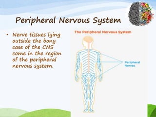 Peripheral Nervous System
• Nerve tissues lying
outside the bony
case of the CNS
come in the region
of the peripheral
nervous system.
 