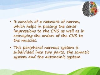 • It consists of a network of nerves,
which helps in passing the sense
impressions to the CNS as well as in
conveying the orders of the CNS to
the muscles.
• This peripheral nervous system is
subdivided into two parts, the somatic
system and the autonomic system.
 