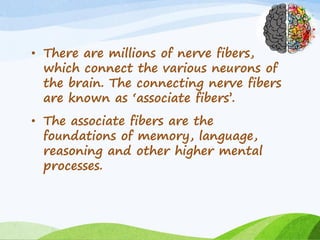 • There are millions of nerve fibers,
which connect the various neurons of
the brain. The connecting nerve fibers
are known as ‘associate fibers’.
• The associate fibers are the
foundations of memory, language,
reasoning and other higher mental
processes.
 
