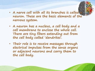 • A nerve cell with all its branches is called a
neuron. These are the basic elements of the
nervous system.
• A neuron has a nucleus, a cell body and a
cell membrane to enclose the whole cell.
There are tiny fibers extending out from
the cell body called ‘dendrites’.
• Their role is to receive messages through
electrical impulses from the sense organs
or adjacent neurons and carry them to
the cell body.
 