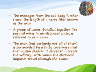 • The messages from the cell body further
travel the length of a nerve fiber known
as the axon.
• A group of axons, bundled together like
parallel wires in an electrical cable, is
referred to as a nerve.
• The axon (but certainly not all of them)
is surrounded by a fatty covering called
the ‘myelin sheath’. It serves to increase
the velocity, with which the electrical
impulses travel through the axons.
 