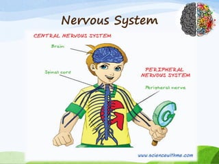 Nervous System
 