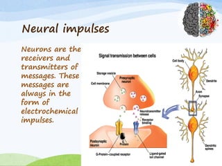 Neural impulses
Neurons are the
receivers and
transmitters of
messages. These
messages are
always in the
form of
electrochemical
impulses.
 
