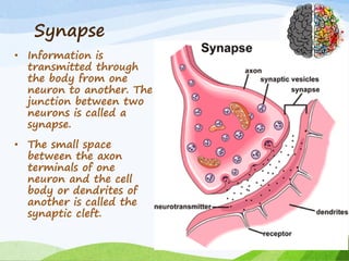 Synapse
• Information is
transmitted through
the body from one
neuron to another. The
junction between two
neurons is called a
synapse.
• The small space
between the axon
terminals of one
neuron and the cell
body or dendrites of
another is called the
synaptic cleft.
 