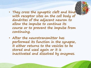 • They cross the synaptic cleft and bind
with receptor sites on the cell body of
dendrites of the adjacent neuron to
allow the impulse to continue its
course or to prevent the impulse from
continuing.
• After the neurotransmitter has
performed its function in the synapse,
it either returns to the vesicles to be
stored and used again or it is
inactivated and dissolved by enzymes.
 