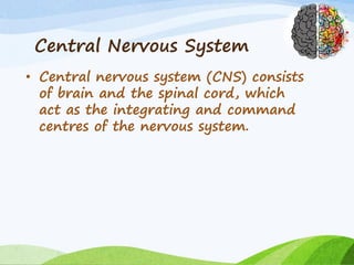 Central Nervous System
• Central nervous system (CNS) consists
of brain and the spinal cord, which
act as the integrating and command
centres of the nervous system.
 