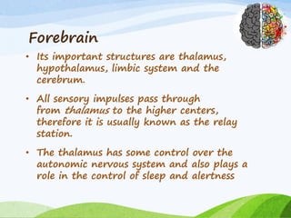 Forebrain
• Its important structures are thalamus,
hypothalamus, limbic system and the
cerebrum.
• All sensory impulses pass through
from thalamus to the higher centers,
therefore it is usually known as the relay
station.
• The thalamus has some control over the
autonomic nervous system and also plays a
role in the control of sleep and alertness
 