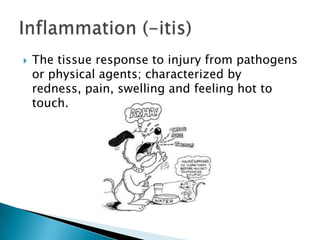 The tissue response to injury from pathogens or physical agents; characterized by redness, pain, swelling and feeling hot to touch. Inflammation (-itis) 