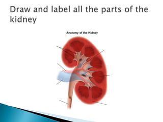 Draw and label all the parts of the kidney