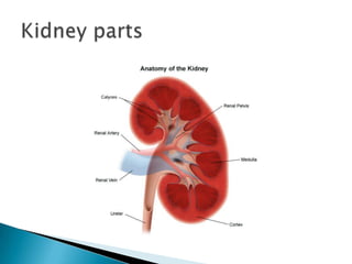 Kidney parts