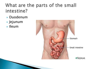 DuodenumJejunumIleumWhat are the parts of the small intestine?