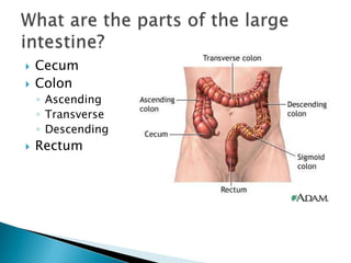 CecumColonAscendingTransverseDescending RectumWhat are the parts of the large intestine?