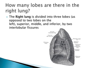 The Right lung is divided into three lobes (as opposed to two lobes on the left), superior, middle, and inferior, by two interlobular fissuresHow many lobes are there in the right lung?
