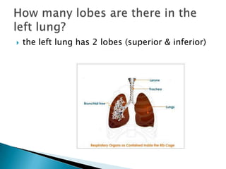 the left lung has 2 lobes (superior & inferior) How many lobes are there in the left lung?