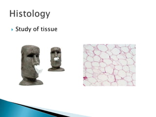 Study of tissueHistology