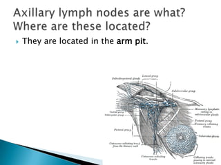 They are located in the arm pit. Axillary lymph nodes are what? Where are these located?
