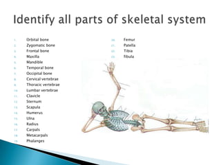 Identify all parts of skeletal systemOrbital boneZygomatic boneFrontal boneMaxillaMandibleTemporal boneOccipital boneCervical vertebraeThoracic vertebraeLumbar vertebraeClavicleSternumScapulaHumerusUlnaRadiusCarpalsMetacarpalsPhalangesFemurPatella Tibiafibula