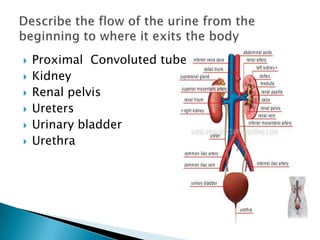 Proximal  Convoluted tubeKidneyRenal pelvisUretersUrinary bladderUrethraDescribe the flow of the urine from the beginning to where it exits the body 