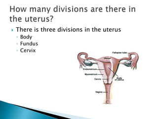 There is three divisions in the uterusBodyFundusCervixHow many divisions are there in the uterus?