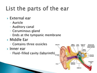 External earAuricle Auditory canalCeruminous gland Ends at the tympanic membraneMiddle EarContains three ossicles Inner earFluid-filled cavity (labyrinth)List the parts of the ear