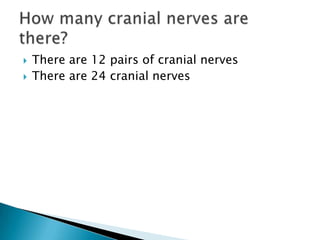 There are 12 pairs of cranial nervesThere are 24 cranial nervesHow many cranial nerves are there?