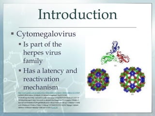 Introduction
 Cytomegalovirus
 Is part of the
herpes virus
family
 Has a latency and
reactivation
mechanism
http://www.google.com.pr/imgres?um=1&hl=en&newwindow=1&tbo=d&rlz=1C1TSNP
enPR481PR481&biw=916&bih=531&tbm=isch&tbnid=76aYCUGM2
TsxM:&imgrefurl=http://newsinfo.iu.edu/news/page/normal/8670.html&docid=om6Te4
WFnKhcM&imgurl=http://newsinfo.iu.edu/pub/libs/images/usr/5319.jpg&w=308&h=3
&ei=ptTAUODKBIew2QWIgIHIBQ&zoom=1&iact=hc&vpx=4&vpy=130&dur=1168&
ovh=226&hovw=226&tx=55&ty=110&sig=107306829355921645417&page=1&tbnh=
6&tbnw=143&start=0&ndsp=10&ved=1t:429,r:0,s:0,i:81
 
