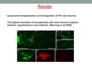 Results 
• successful transplantation and immigration of iPs into neurons 
• The highest densities of transplanted cells were found in septum, 
striatum, hypothalamus and midbrain. (Werning et all 2008) 
 