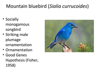 Mountain bluebird (Sialia currucoides)
• Socially
monogamous
songbird
• Striking male
plumage
ornamentation
• Ornamentation
• Good Genes
Hypothesis (Fisher,
1958)

 