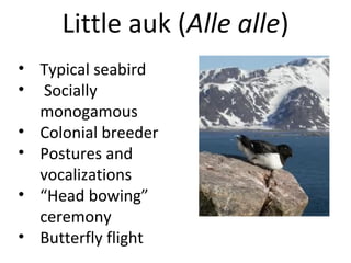 Little auk (Alle alle)
• Typical seabird
• Socially
monogamous
• Colonial breeder
• Postures and
vocalizations
• “Head bowing”
ceremony
• Butterfly flight

 