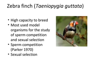 Zebra finch (Taeniopygia guttata)
• High capacity to breed
• Most used model
organisms for the study
of sperm competition
and sexual selection
• Sperm competition
(Parker 1970)
• Sexual selection

 
