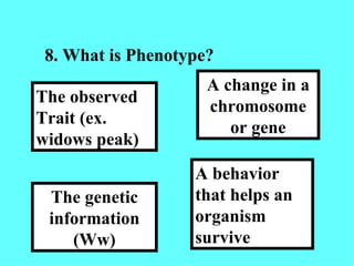 8. What is Phenotype? A behavior that helps an organism survive A change in a chromosome or gene The genetic information (Ww) The observed Trait (ex. widows peak) 
