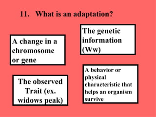 11. What is an adaptation? A behavior or physical characteristic that helps an organism survive  The genetic information (Ww) The observed Trait (ex. widows peak) A change in a chromosome or gene  