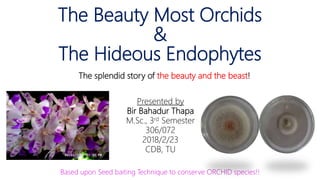 The Beauty Most Orchids
&
The Hideous Endophytes
The splendid story of the beauty and the beast!
Presented by
Bir Bahadur Thapa
M.Sc., 3rd Semester
306/072
2018/2/23
CDB, TU
Based upon Seed baiting Technique to conserve ORCHID species!!
 